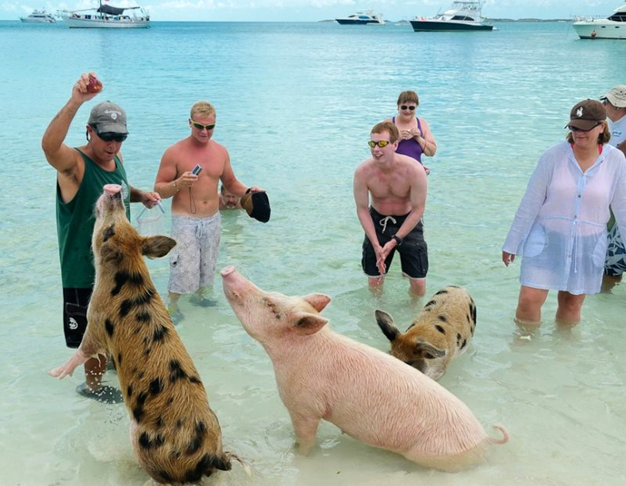 Grupo de personas en la Pig Beach